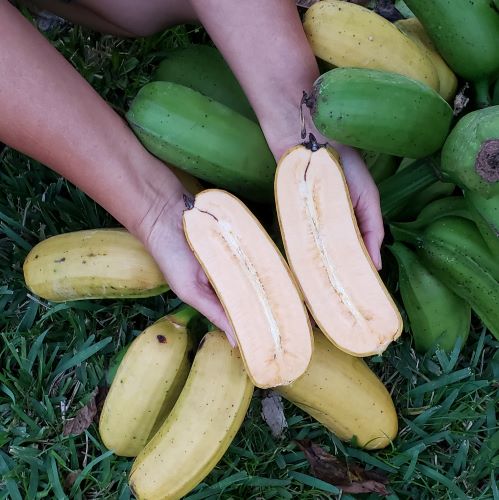 Fruit Variety Picture